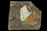 Fossil Ginkgo Leaf From North Dakota - Paleocene #130454-1